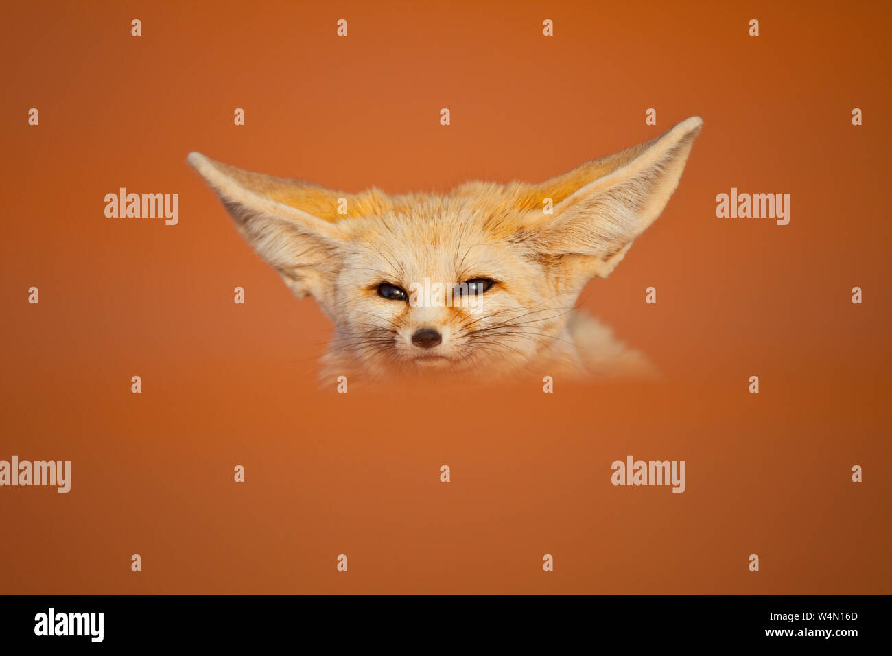 Zorro Del Desierto Fenec Fox Fennecus Zerda Desierto Del Sahara Merzouga Marruecos Africa Sahara Desert Marocco Stock Photo Alamy