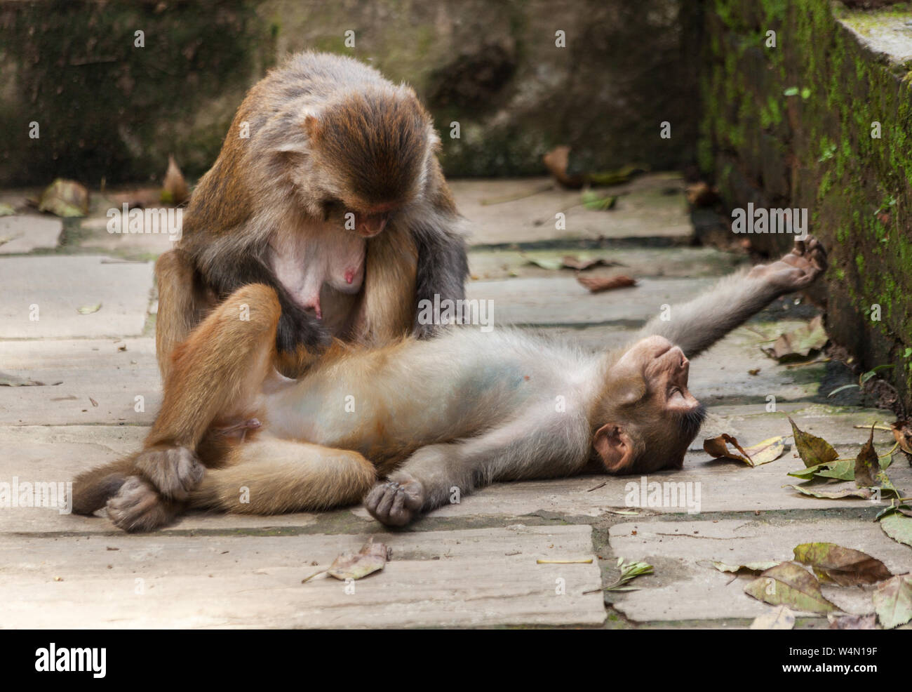 Monkeys relaxing near Swayambhunath temple in Kathmandu Stock Photo