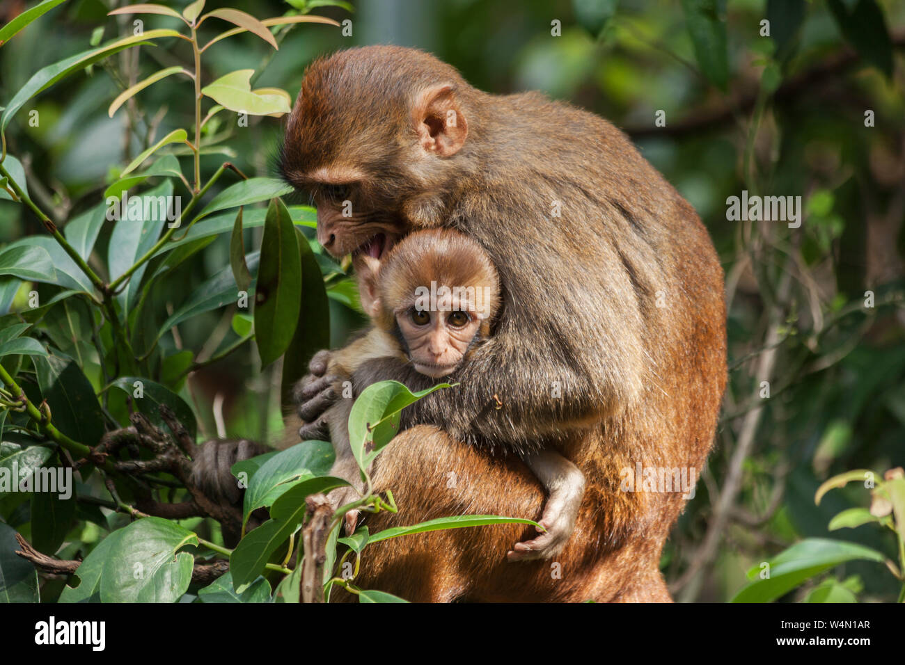 Monkeys near the temple hi-res stock photography and images - Alamy