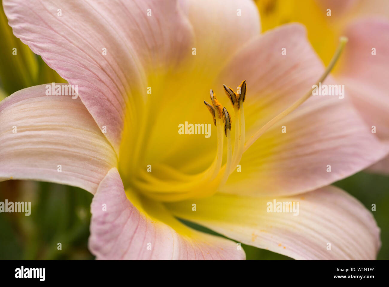 Close up of a pale pink daylily, hemerocallis, with a bright yellow centre. Stock Photo