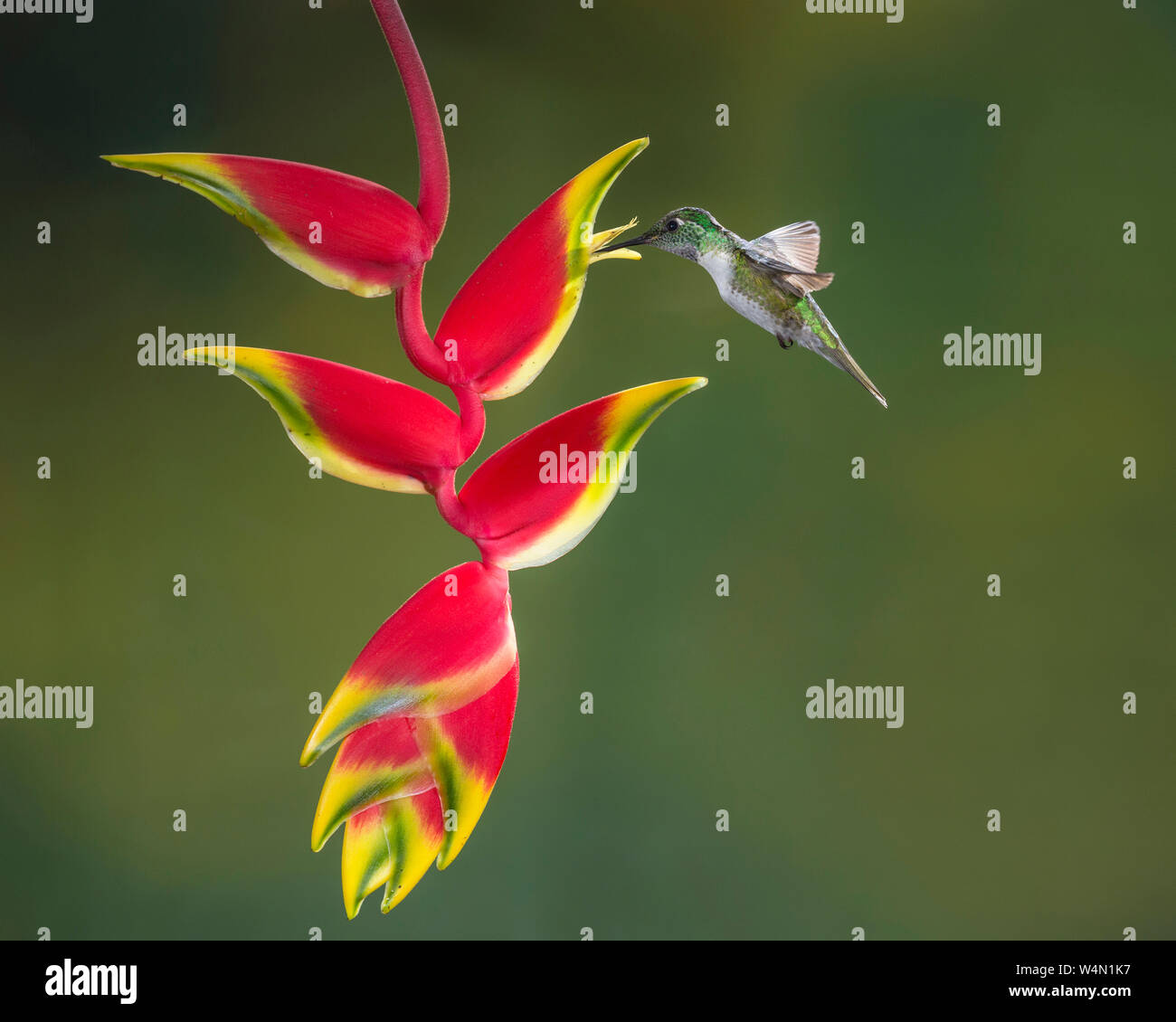 Animals, Birds, A male White-bellied Mountain-gem Hummingbird, Lampornis hemileucus, feeds on a tropical Lobster Claw Heliconia in Costa Rica. Stock Photo