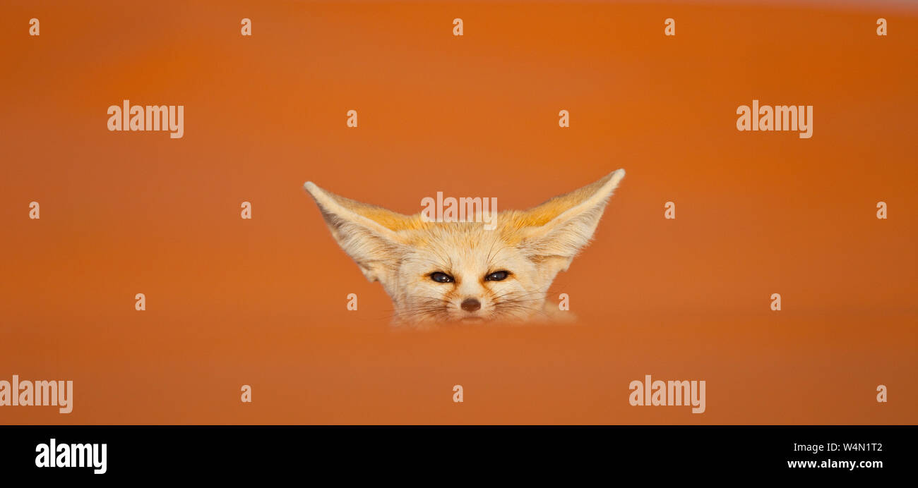 Fauna de marruecos hi-res stock photography and images - Alamy