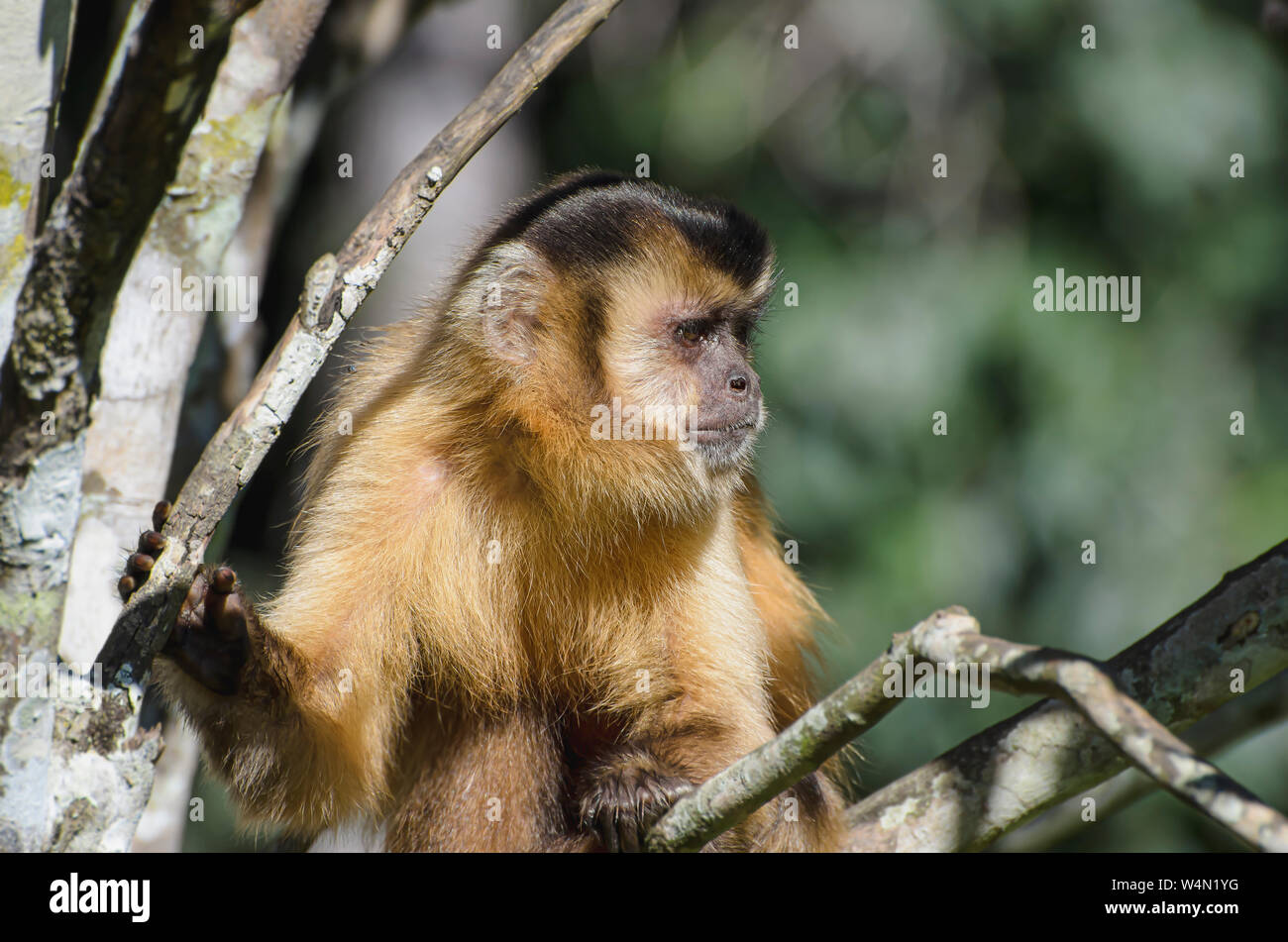 Wild monkey on top of a tree, holding on branches. Primate Macaco