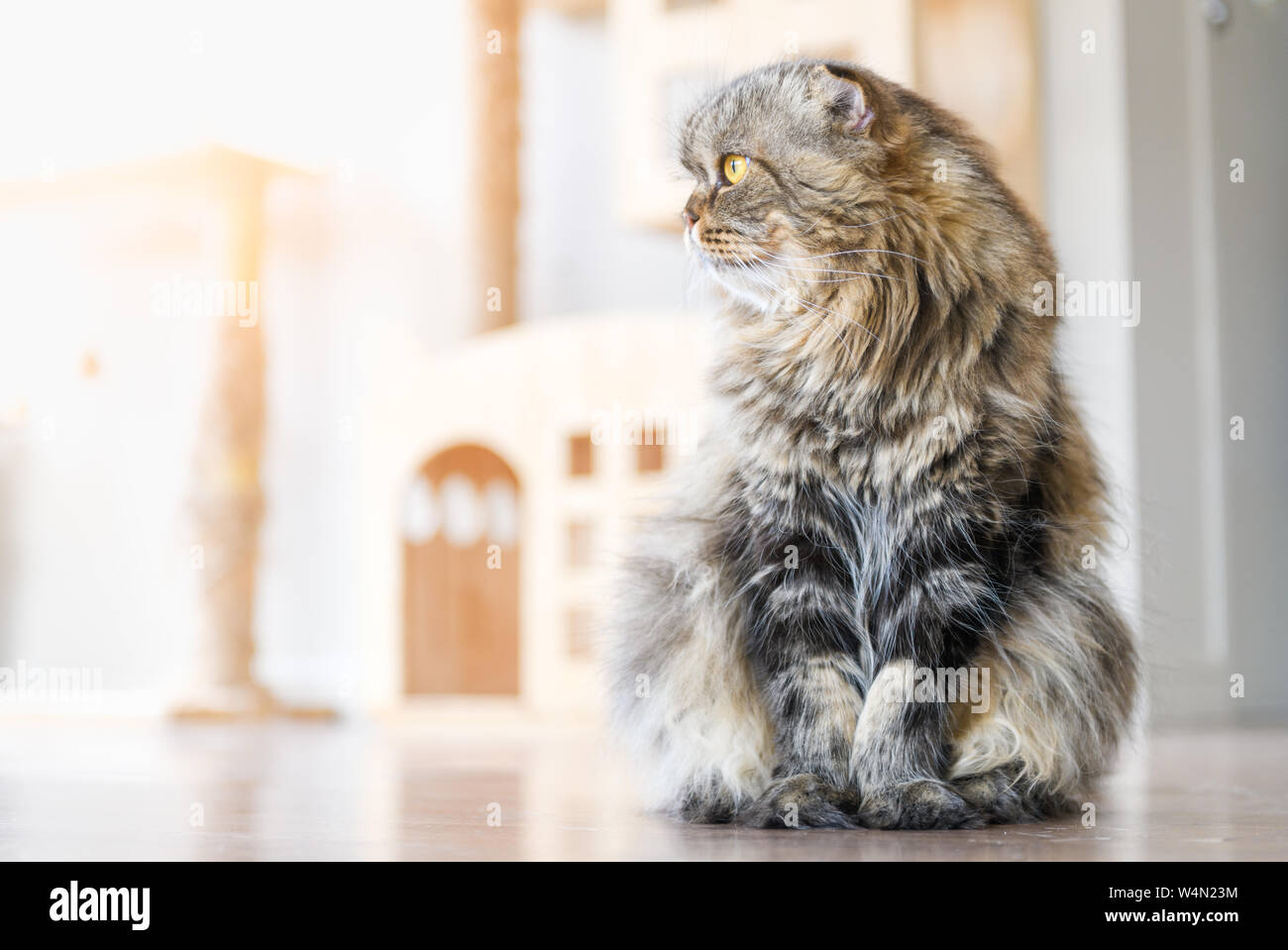 Cute Brown Scottish Fold Cat Long Hair Species Sit On The Floor