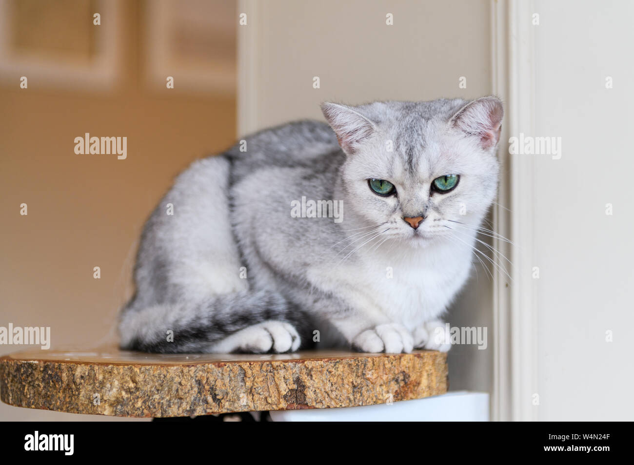 Cute Gray Scottish Fold Cat Short Hair Species Sit On Wood Plate