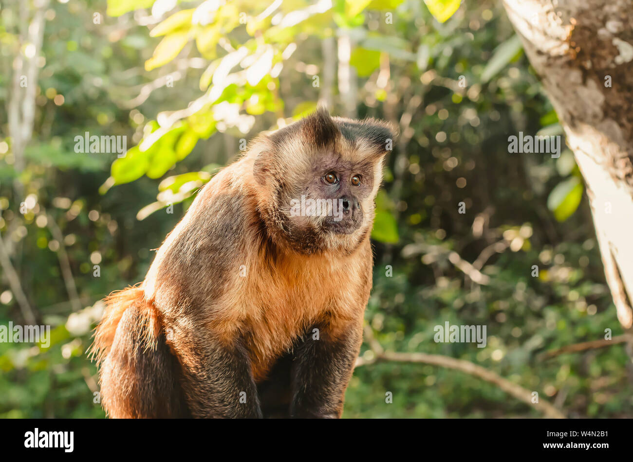 Wild monkey in the jungle. Primate Macaco Prego - Sapajus gender