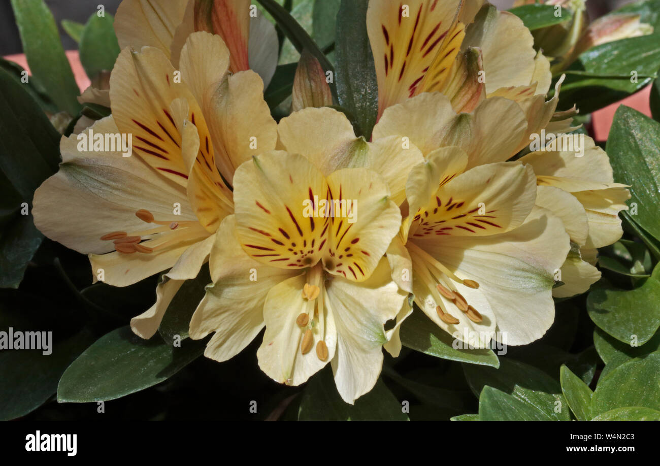 Alstroemeria Inticancha Cabana (Peruvian Lily) Stock Photo