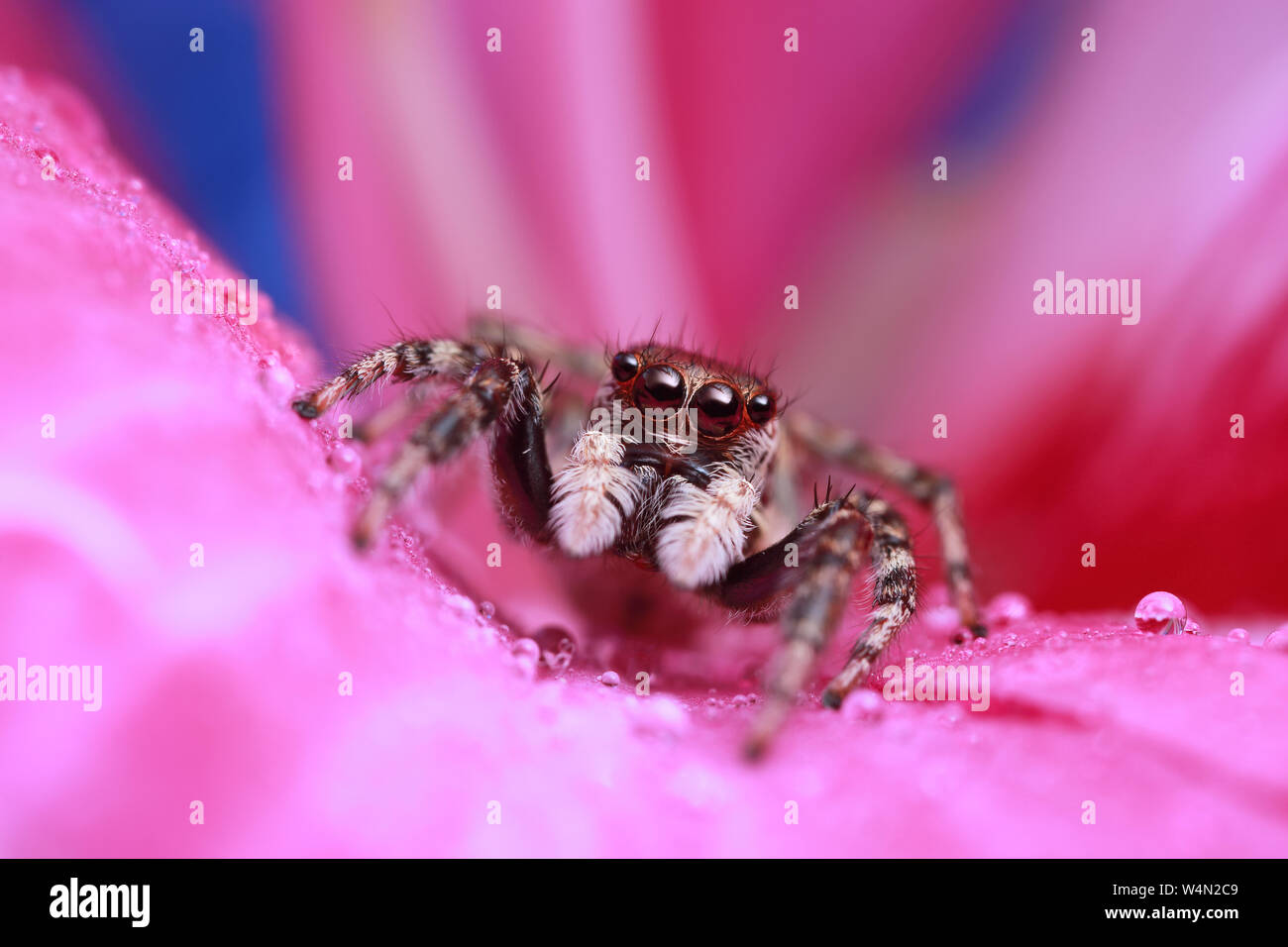 jumping spider and water drop on pink flower in nature Stock Photo - Alamy, image size:1300x956