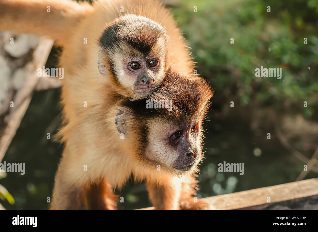 Wild monkey in the jungle. Primate Macaco Prego - Sapajus gender