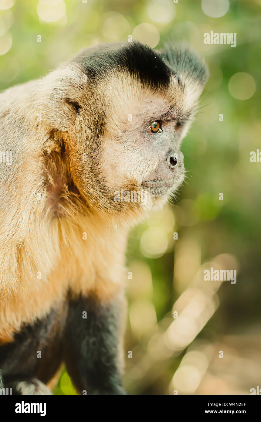 Profile of a wild monkey in the jungle. Primate Macaco Prego (nail