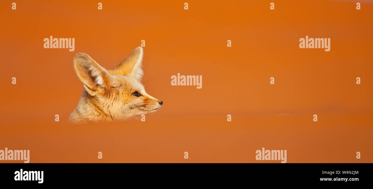 Fauna de marruecos hi-res stock photography and images - Alamy