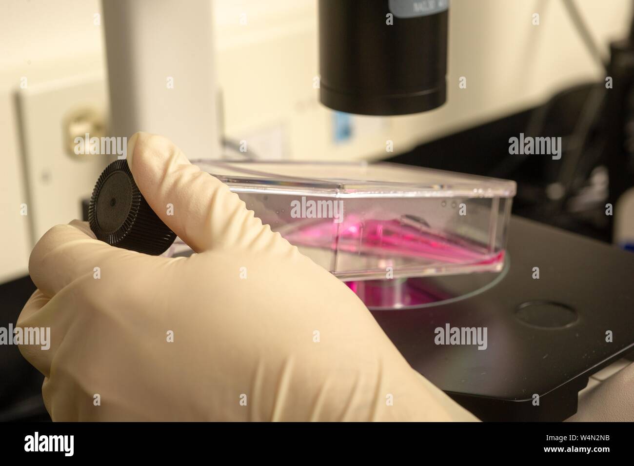 Gloved hands under microscope hi-res stock photography and images - Alamy
