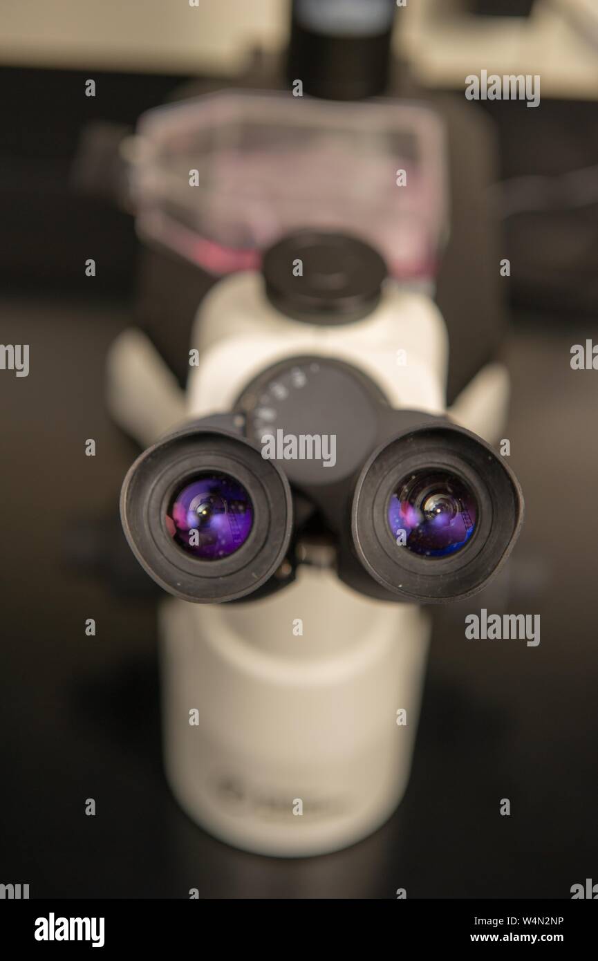 Point of view looking into the eyecups of a microscope in a biotechnology laboratory at the Johns Hopkins University in Baltimore, Maryland, January 21, 2010. From the Homewood Photography collection. () Stock Photo