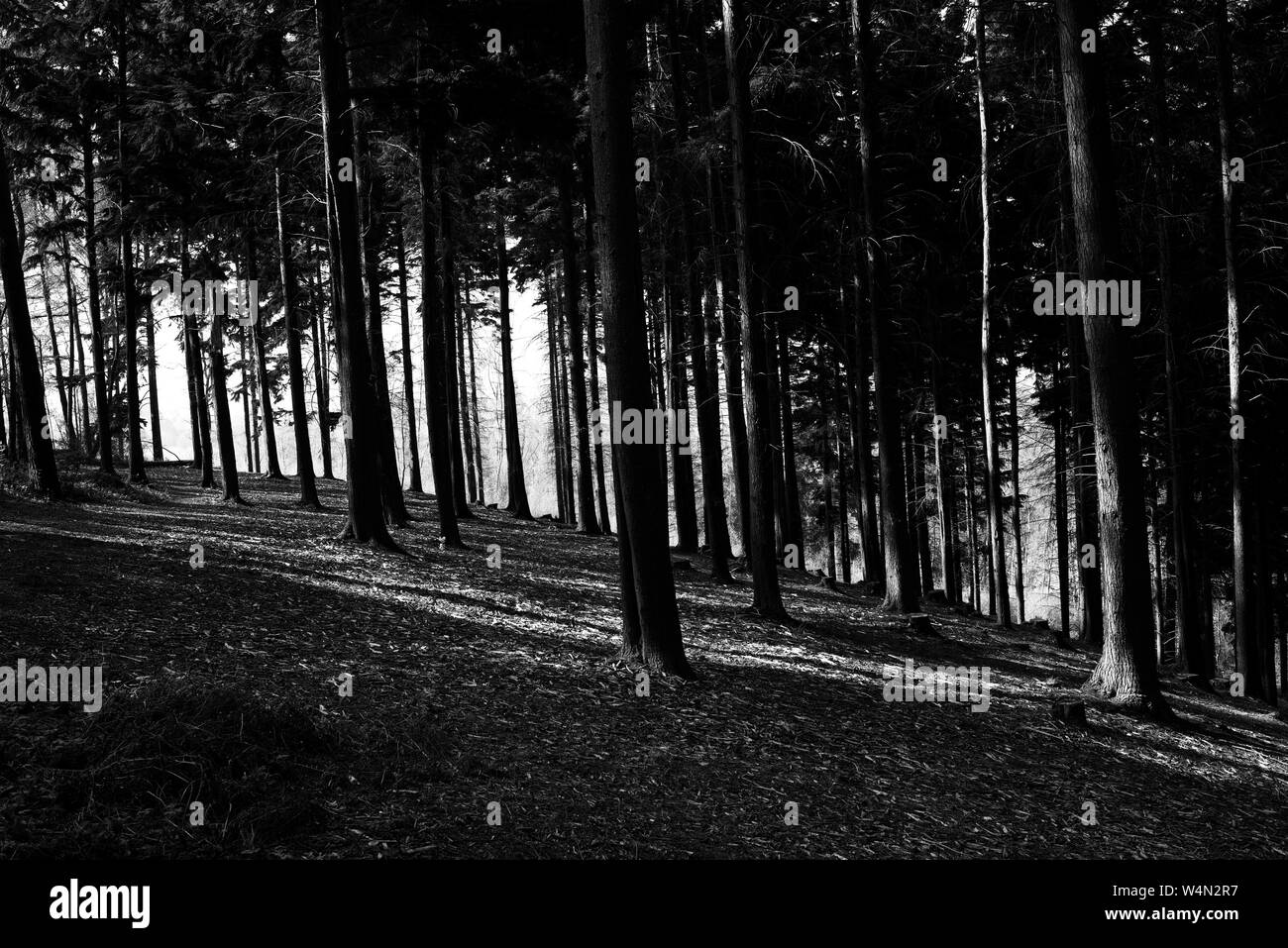 Black and white woodland scene hires stock photography and images Alamy