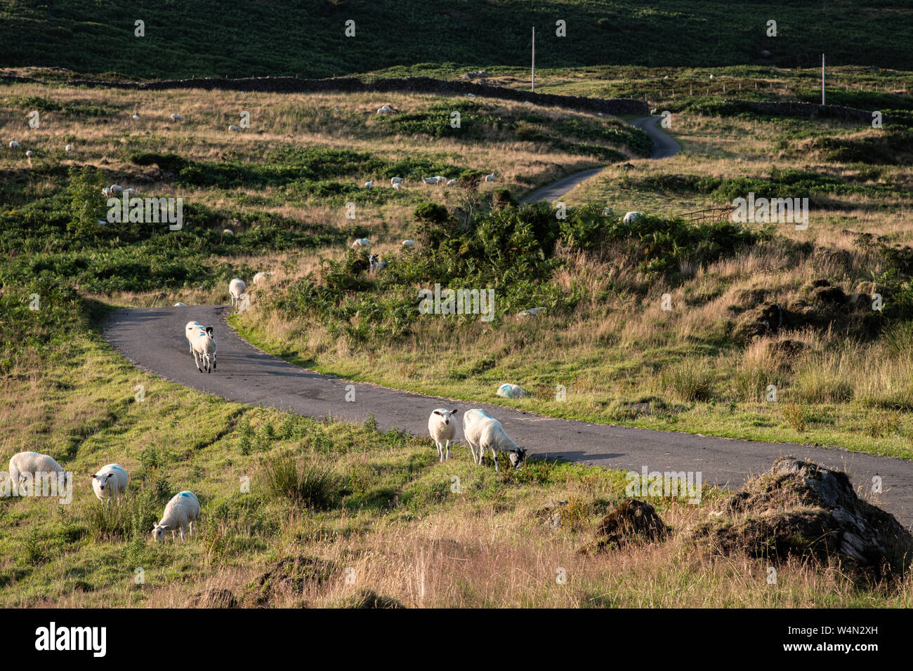 Sheep grazing by the road over Lowick Common on the edge of the Lake District National Park. Stock Photo