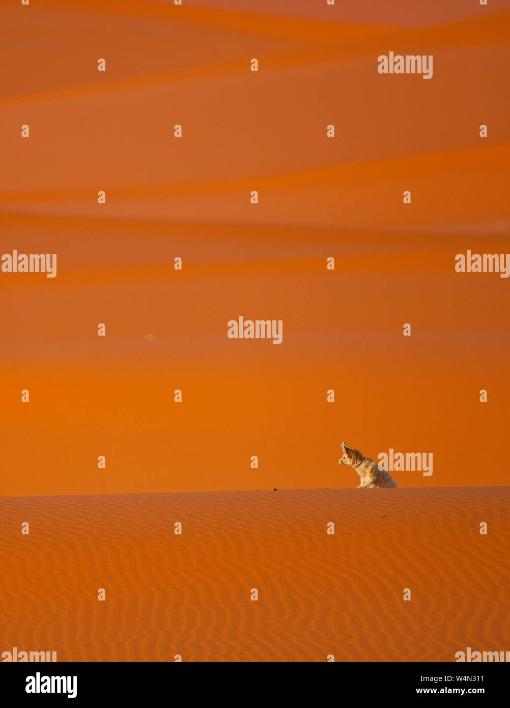 Fauna de marruecos hi-res stock photography and images - Alamy