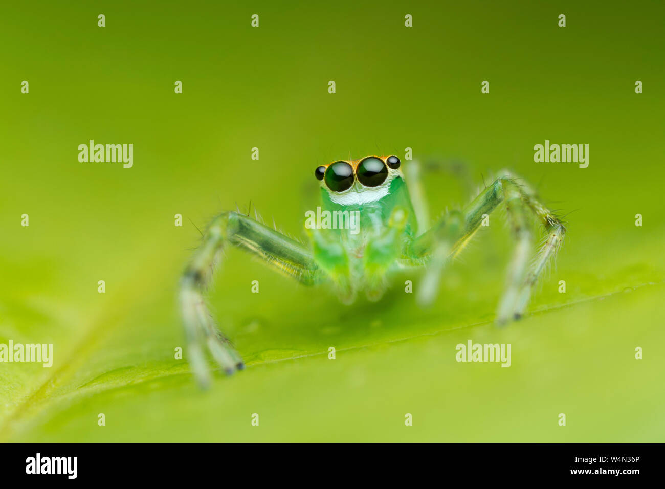 jumping spider on green leaf in nature Stock Photo