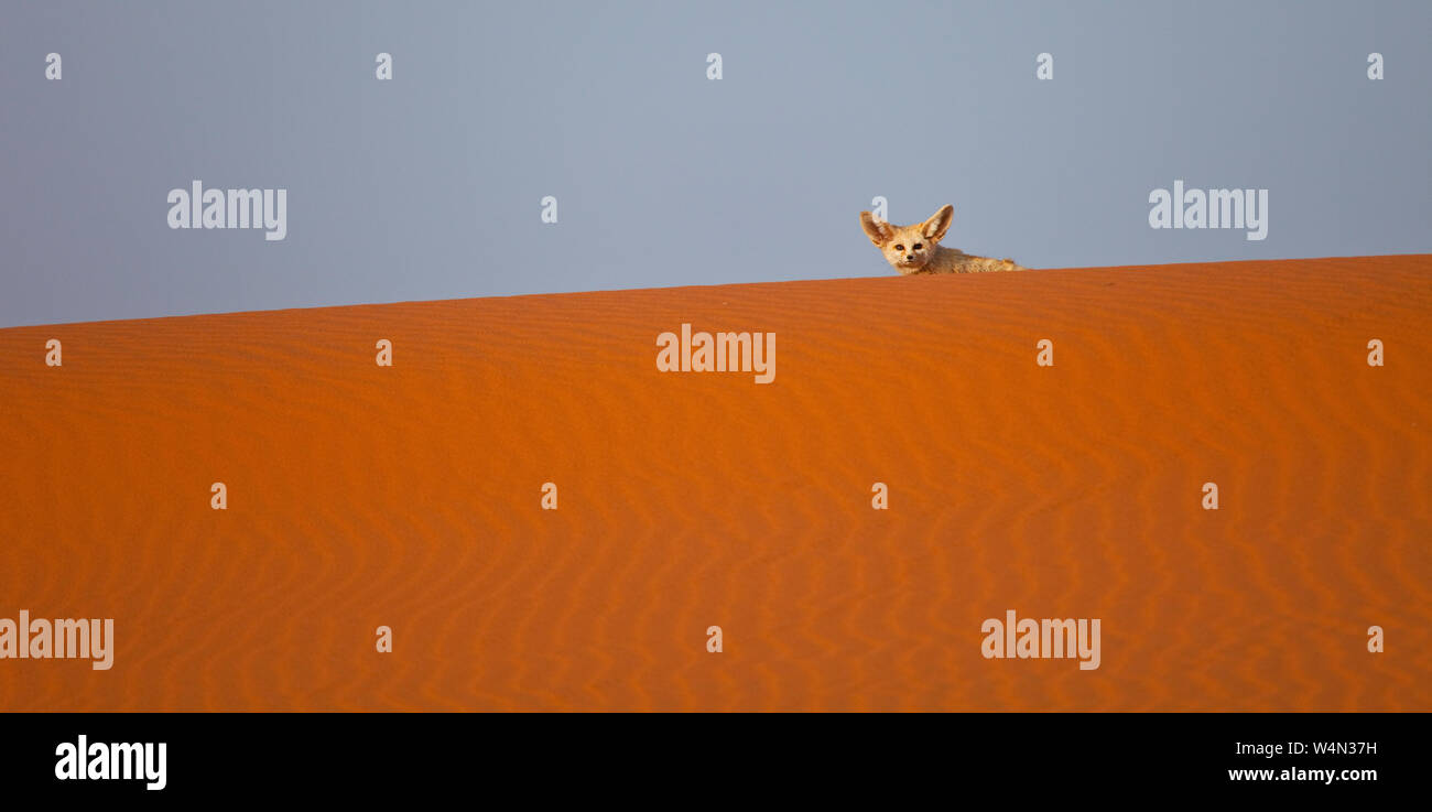 Fauna de marruecos hi-res stock photography and images - Alamy