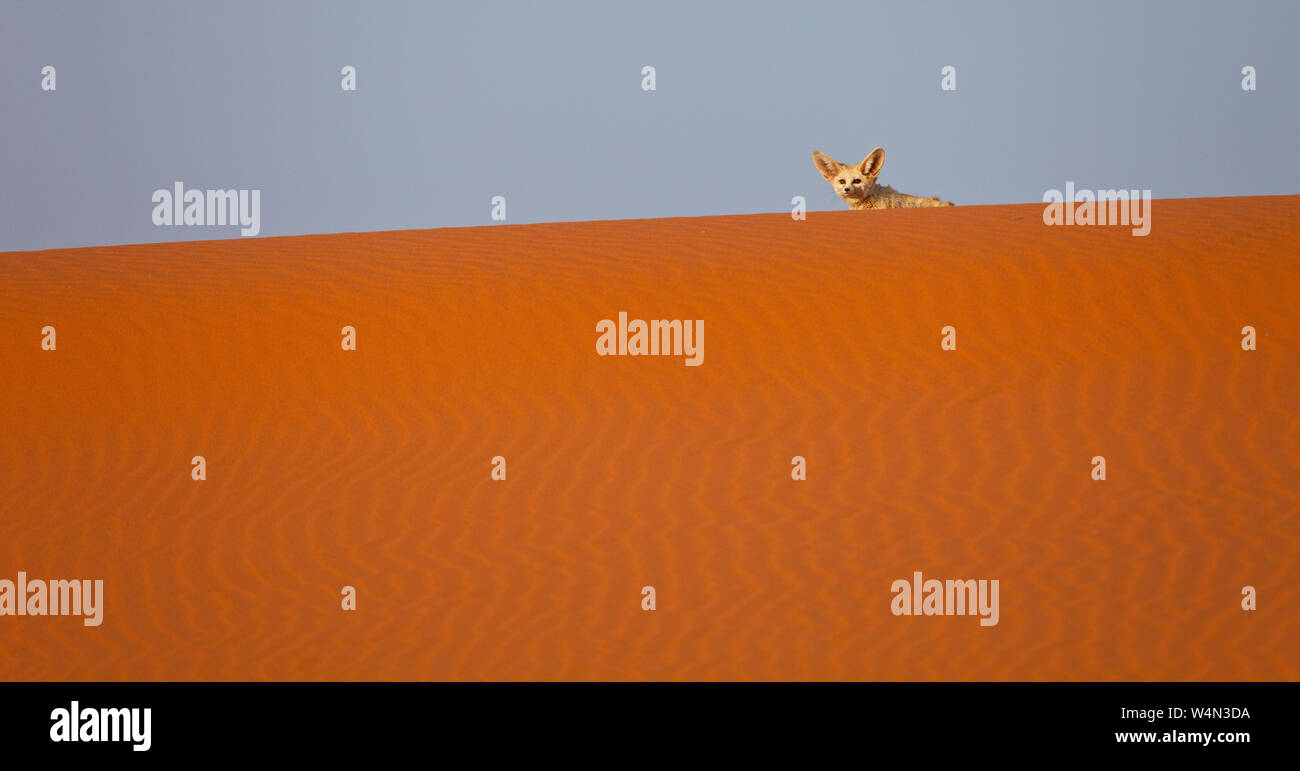 Fauna de marruecos hi-res stock photography and images - Alamy