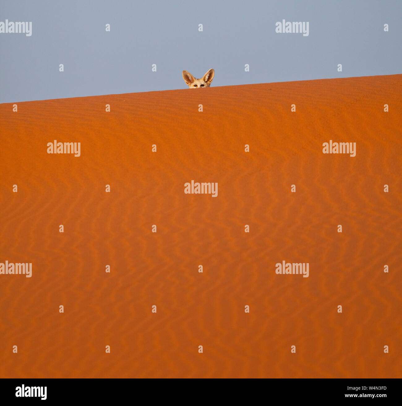 Fauna de marruecos hi-res stock photography and images - Alamy