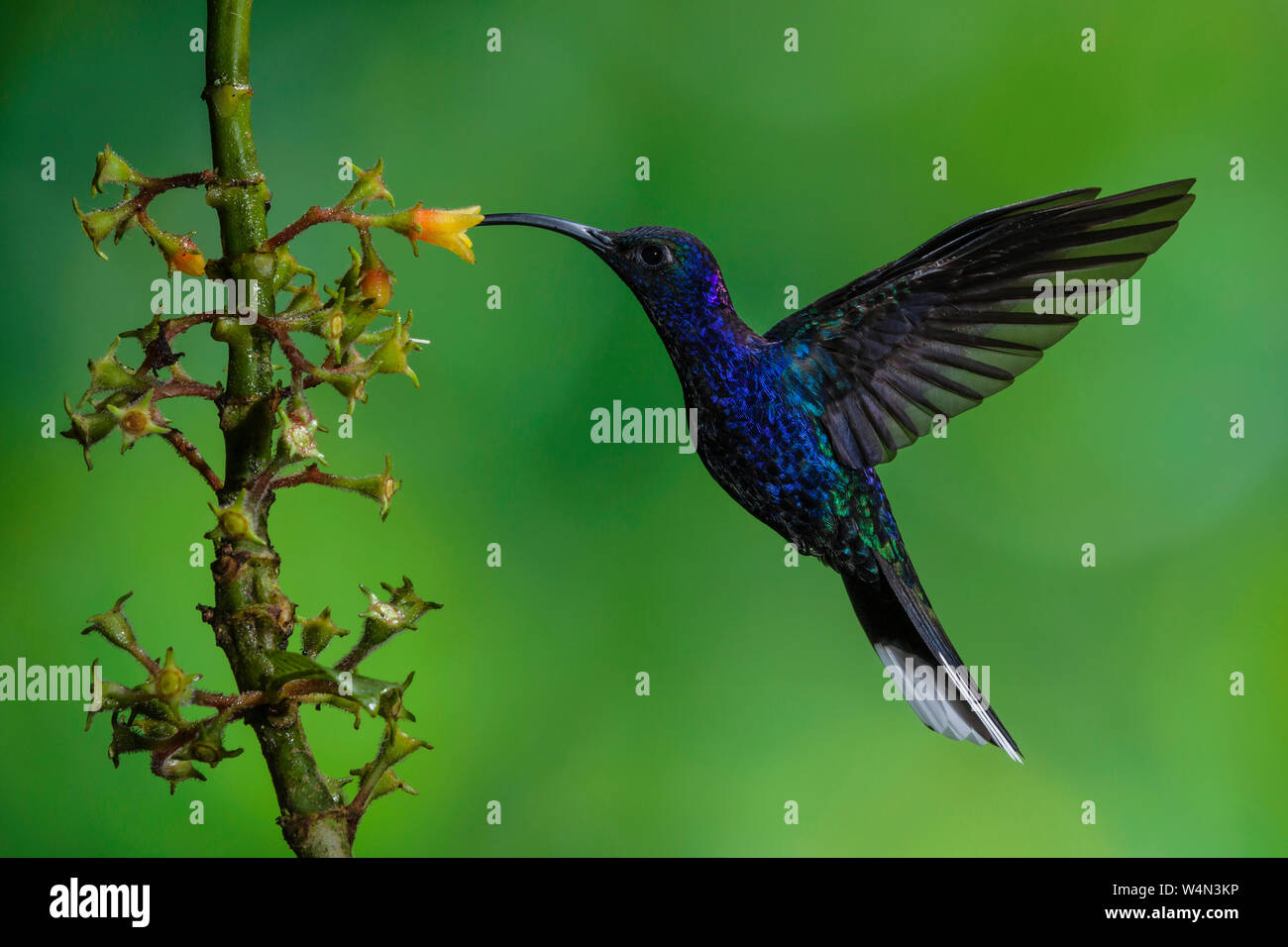 https://c8.alamy.com/comp/W4N3KP/animals-bird-hummingbird-a-male-violet-sabrewing-hummingbird-campylopterus-hemileucurus-feeds-on-the-nectar-of-the-flower-of-a-tropical-rubiaceae-plant-in-costa-rica-W4N3KP.jpg