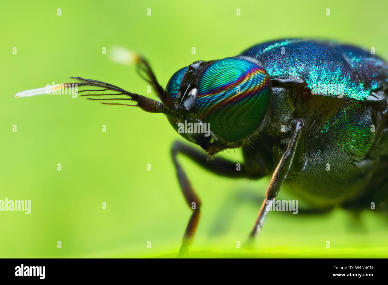extreme magnified soldier fly head and eyes Stock Photo