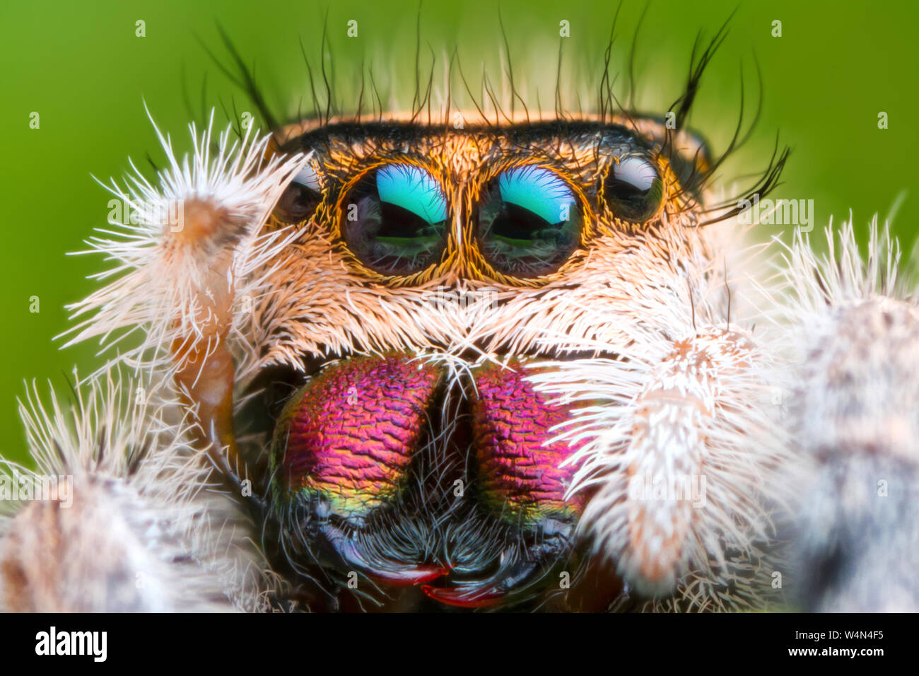 front view of extreme magnified jumping spider head and eyes with green