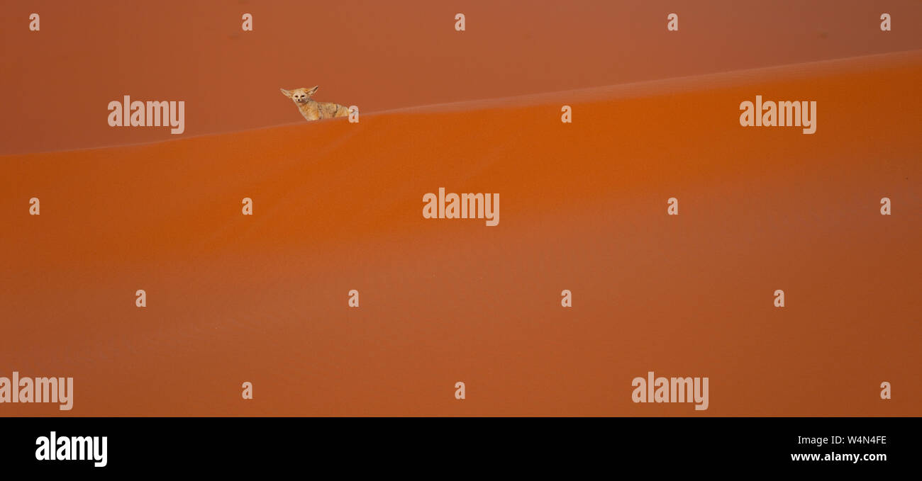 Fauna de marruecos hi-res stock photography and images - Alamy