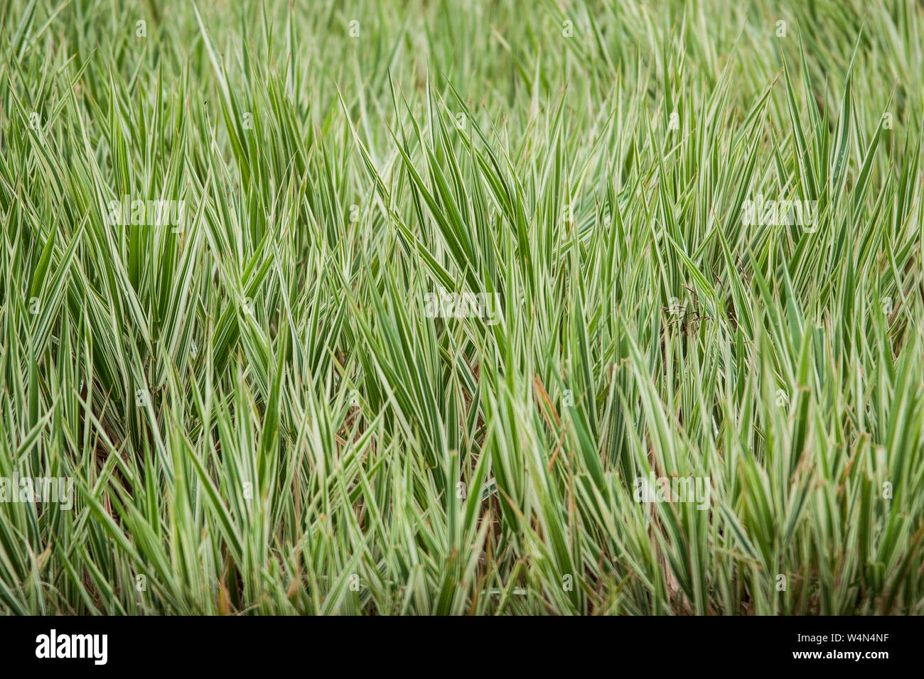 Green and cream striped or variegated grass standing in the breeze. Background or texture. Stock Photo