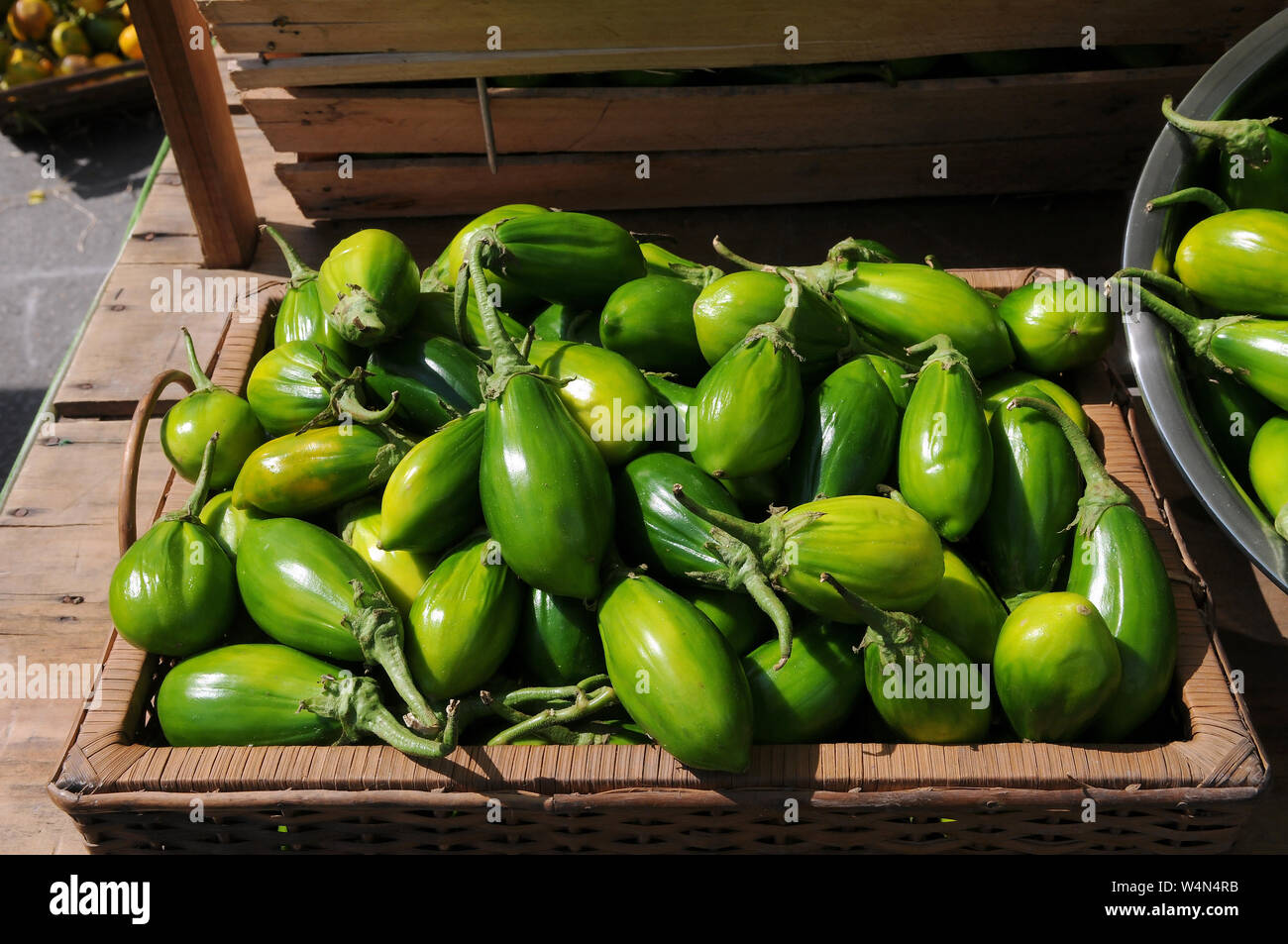 Jiló (Scarlet eggplant) is a fruit known for its bitter taste, widely  consumed in Brazil in the form of a salad or fried with salt Stock Photo -  Alamy