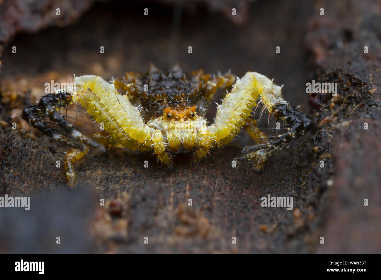 jumping spider on wood Stock Photo