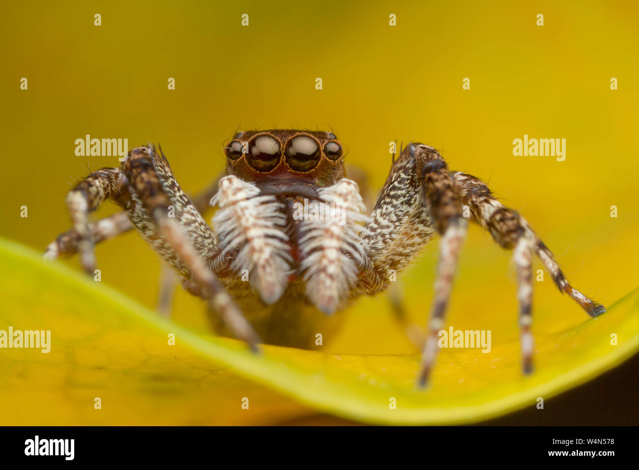 jumping spider on yellow leaf Stock Photo