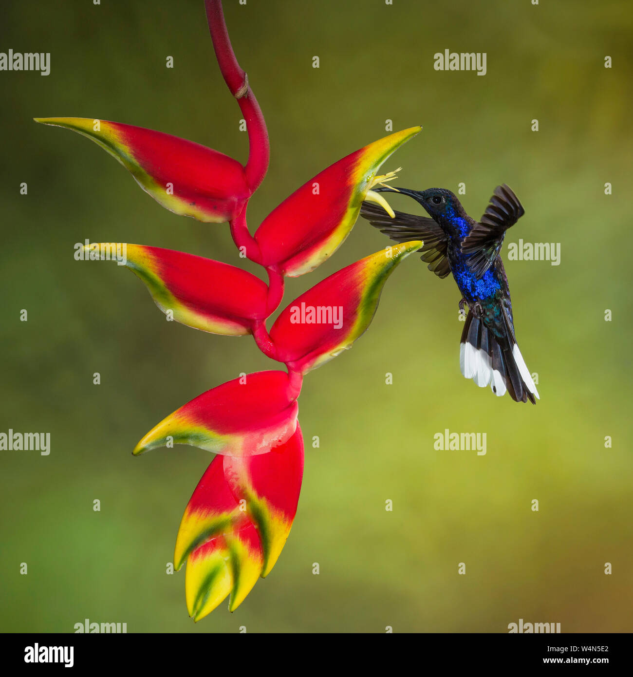 Animals, Bird, Hummingbird, A male Violet Sabrewing Hummingbird, Campylopterus hemileucurus, feeds on the nectar of the flower of a tropical Lobster Claw Heliconia in Costa Rica. Stock Photo