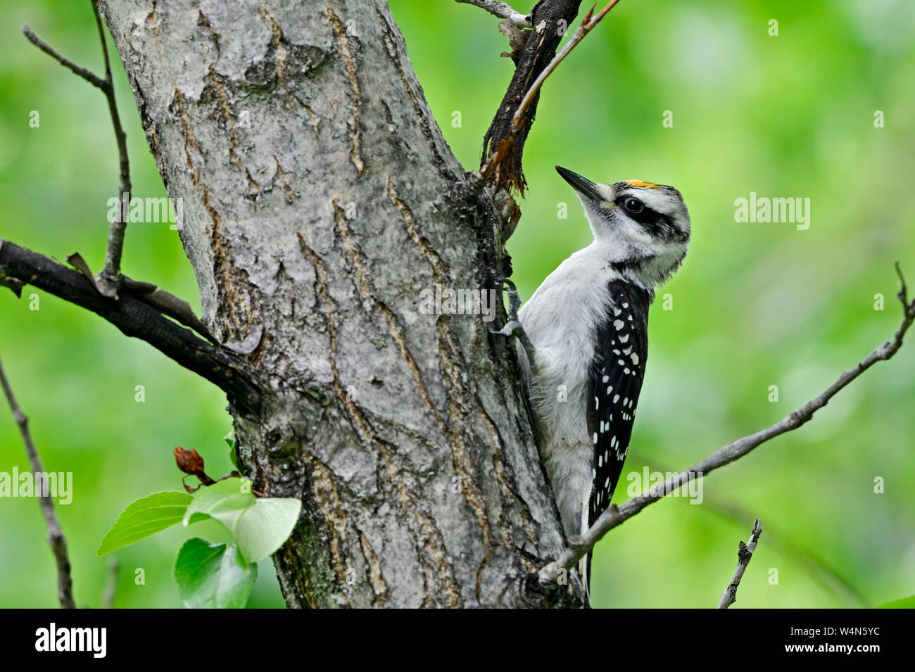 A Three-Toed Woodpecker, 'Picoides tridactylus', perched on a tree trunk searching for insects in rural Alberta Canada. Stock Photo