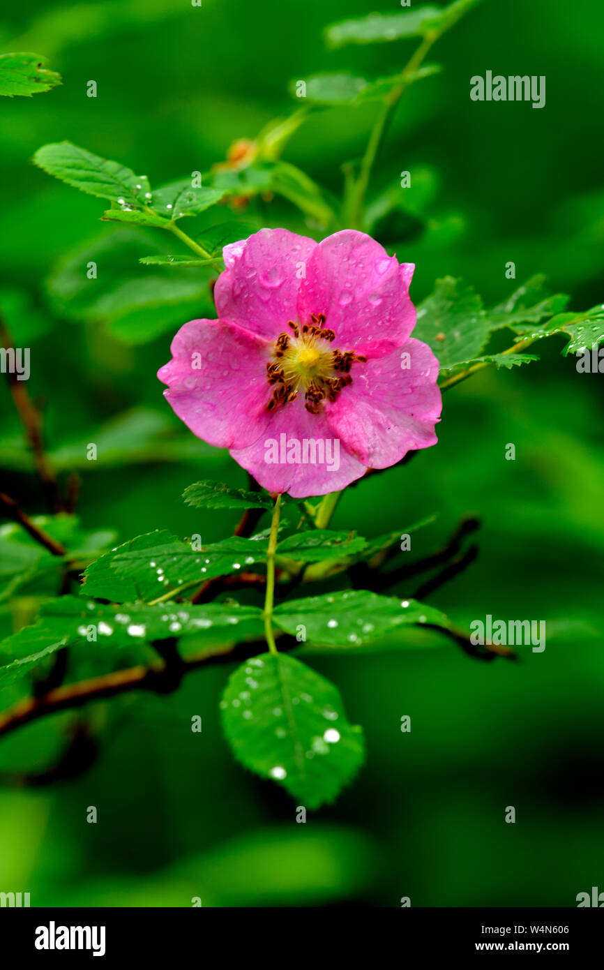 A pink wild rose 'Rosa acicularis', the flower symbol of Alberta, growing wild on a green rose bush in rural Alberta Canada. Stock Photo