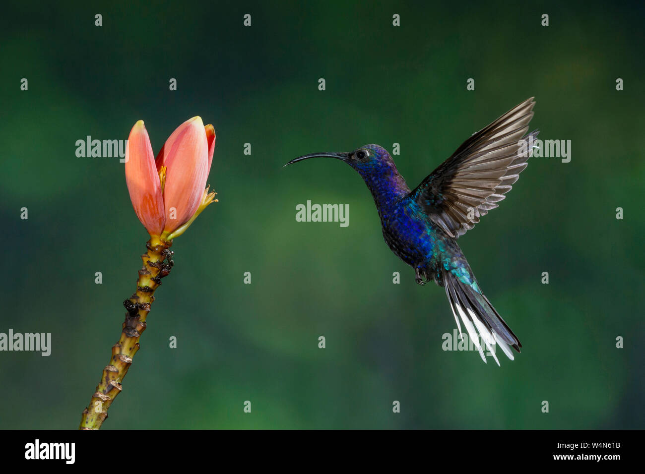 Animals, Bird, Hummingbird, A male Violet Sabrewing Hummingbird, Campylopterus hemileucurus, approaches a tropical banana flower to feed on nectar in Costa Rica. Stock Photo
