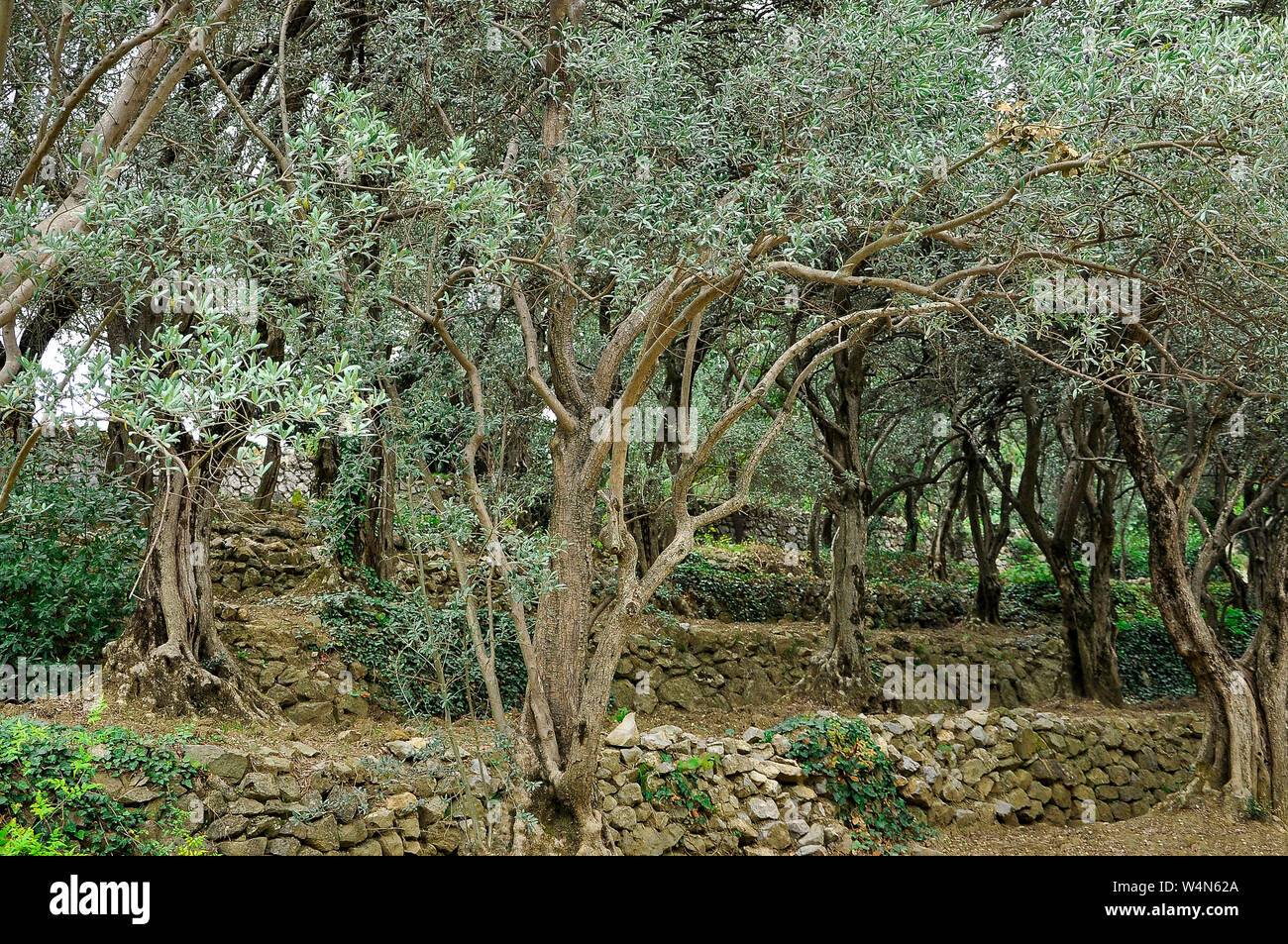 Old olive trees grow on stone slopes. Olive Garden Stock Photo - Alamy