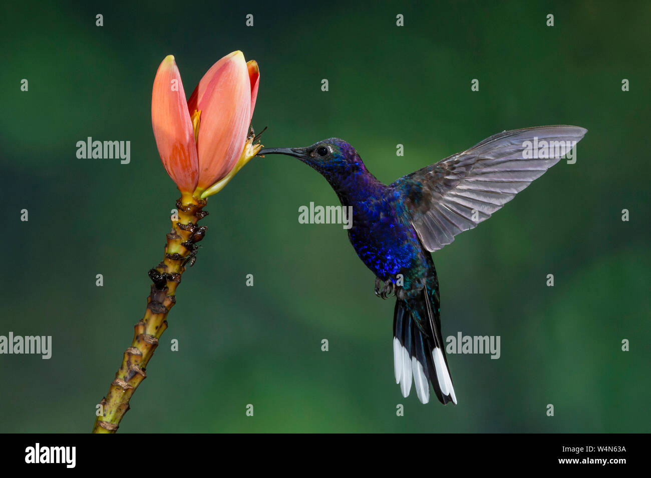 Animals, Bird, Hummingbird, A male Violet Sabrewing Hummingbird