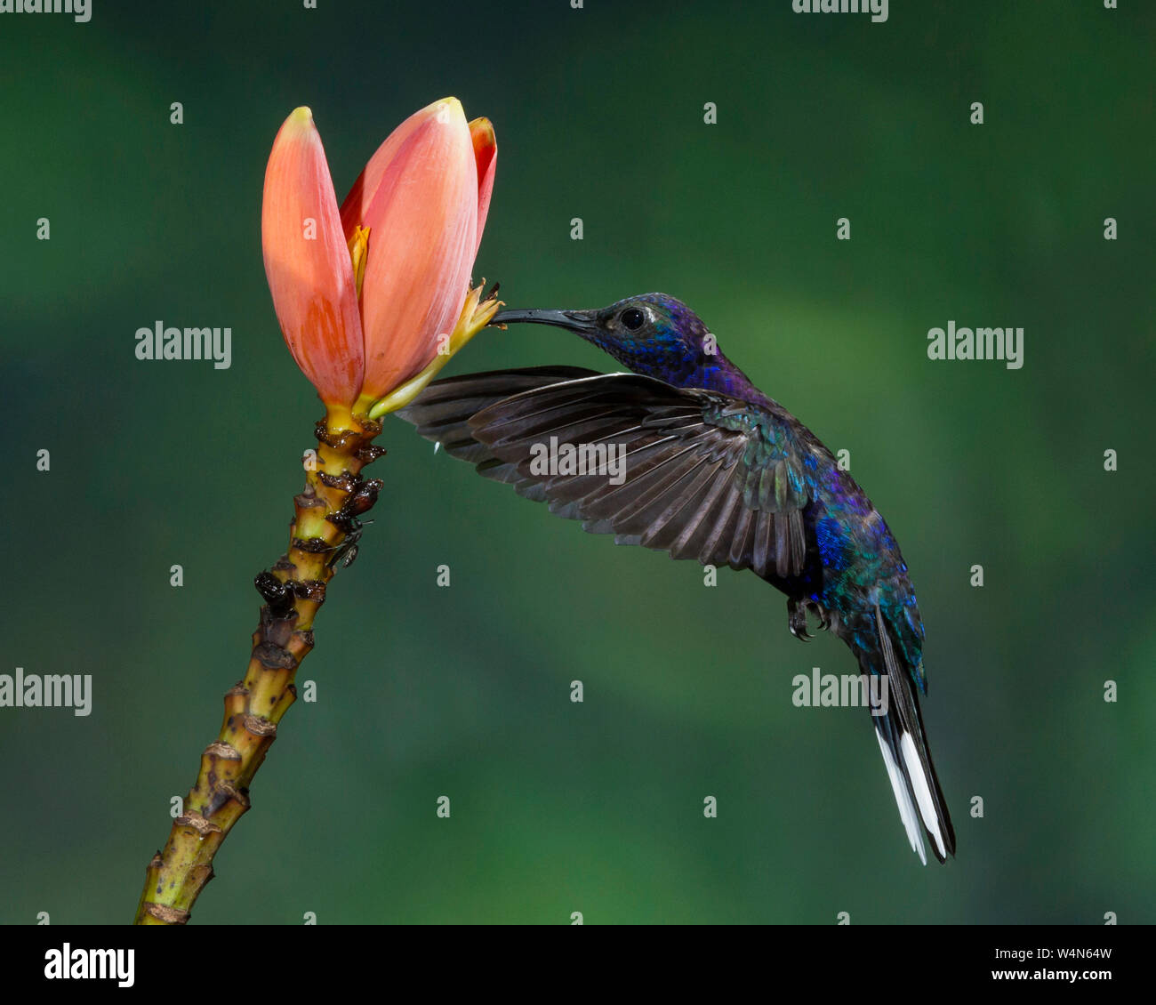 Animals, Bird, Hummingbird, A male Violet Sabrewing Hummingbird, Campylopterus hemileucurus, feeds on the nectar of the flower of a tropical banana plant in Costa Rica. Stock Photo