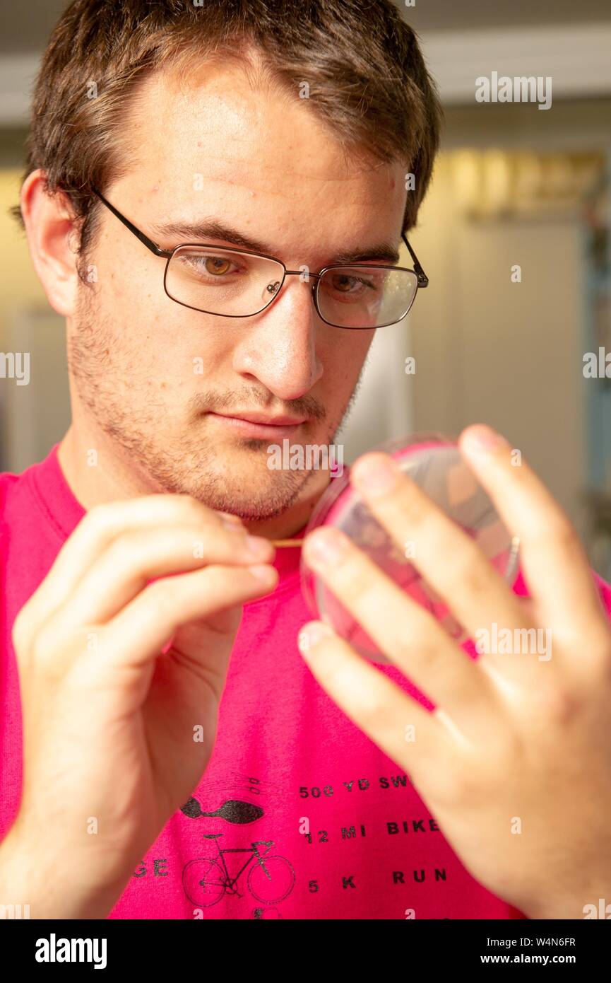 Close-up of a student using a tool to probe the contents of a petri dish in a Department of Biology lab room at the Johns Hopkins University, Baltimore, Maryland, July 28, 2010. From the Homewood Photography Collection. () Stock Photo