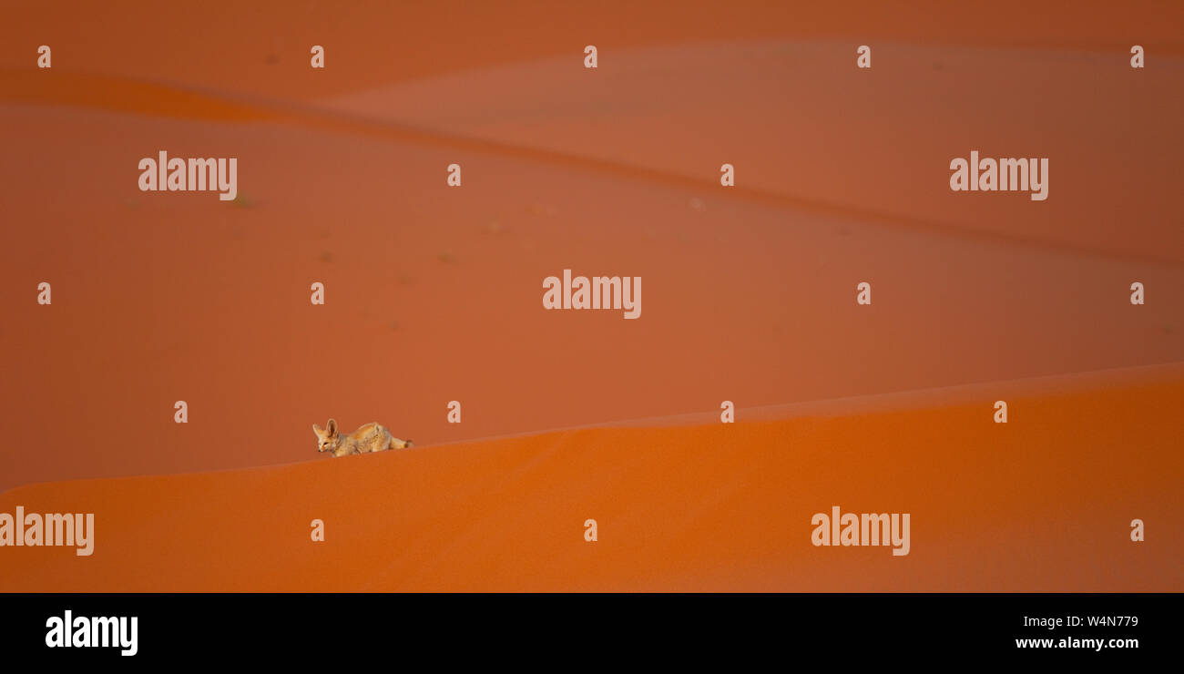 Fauna de marruecos hi-res stock photography and images - Alamy