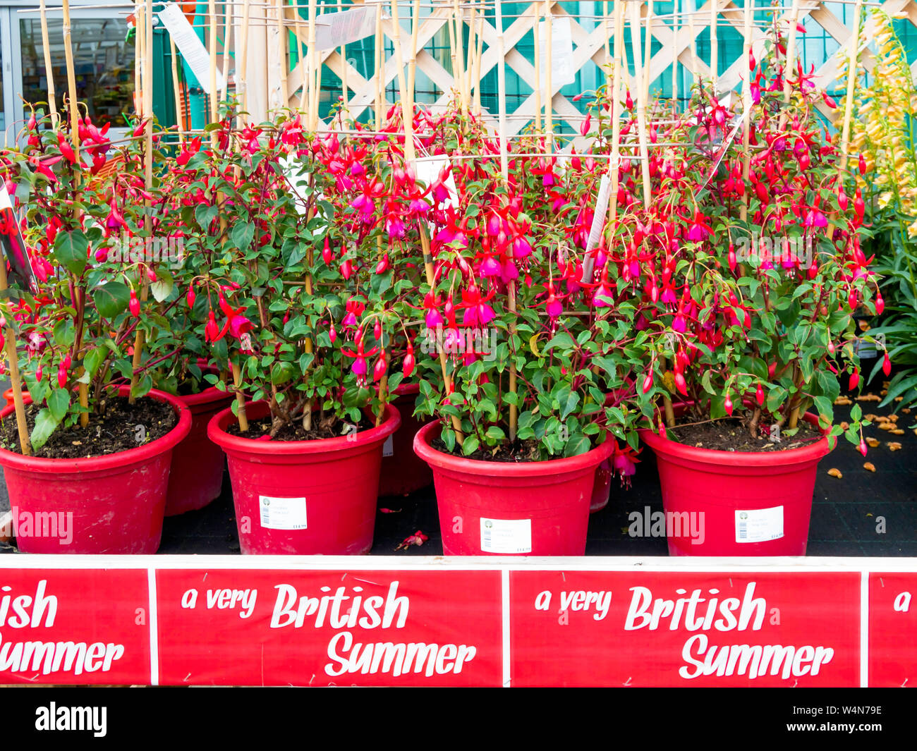 A display of flowering Fuchsia's for sale in a North Yorkshire Garden Centre promoted as - a very British Summer Stock Photo