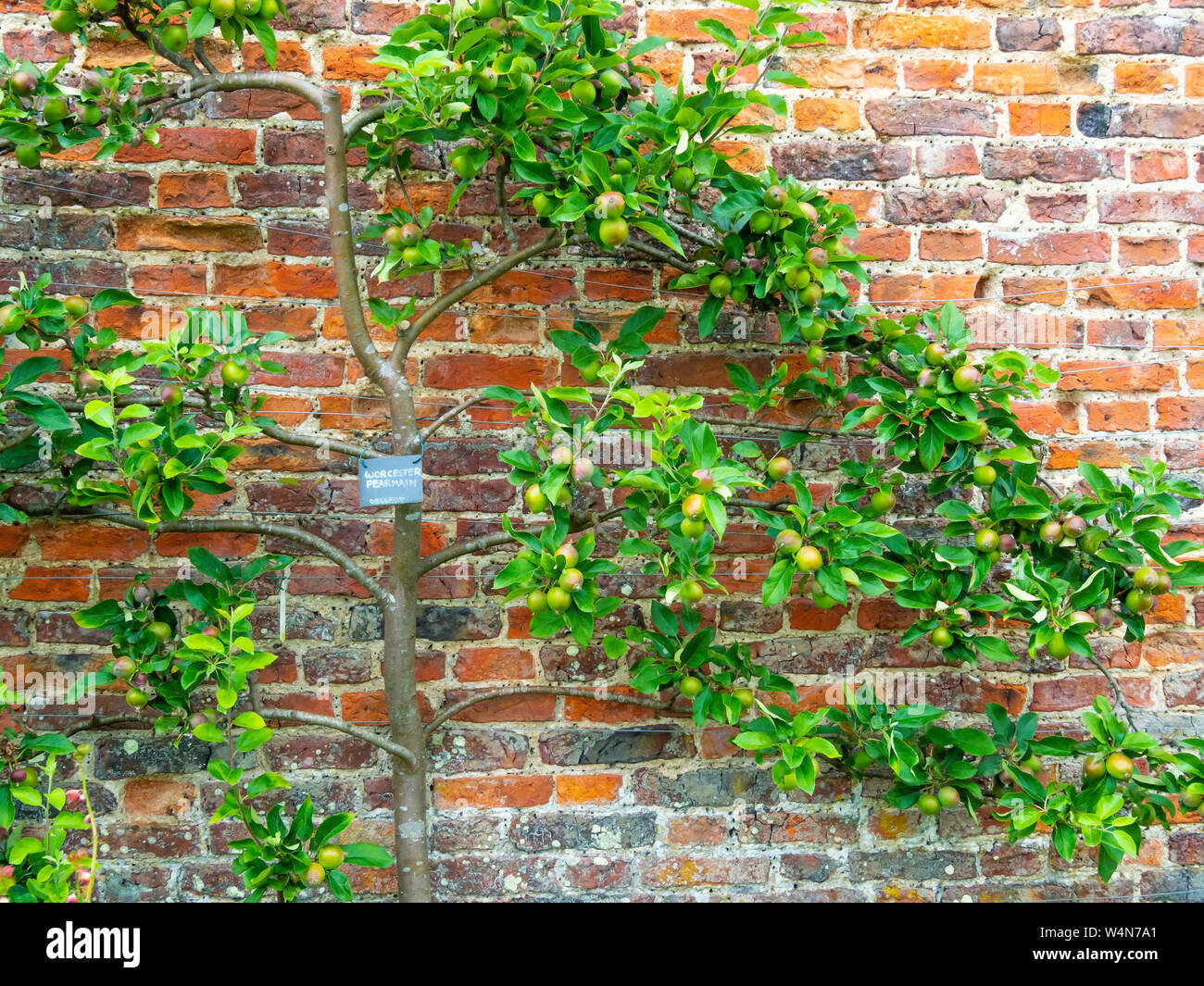 Espalier Apple tree with Worcester Pearmain dessert apples ripening