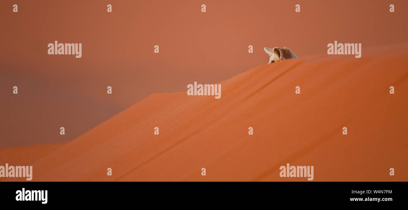 Fauna de marruecos hi-res stock photography and images - Alamy