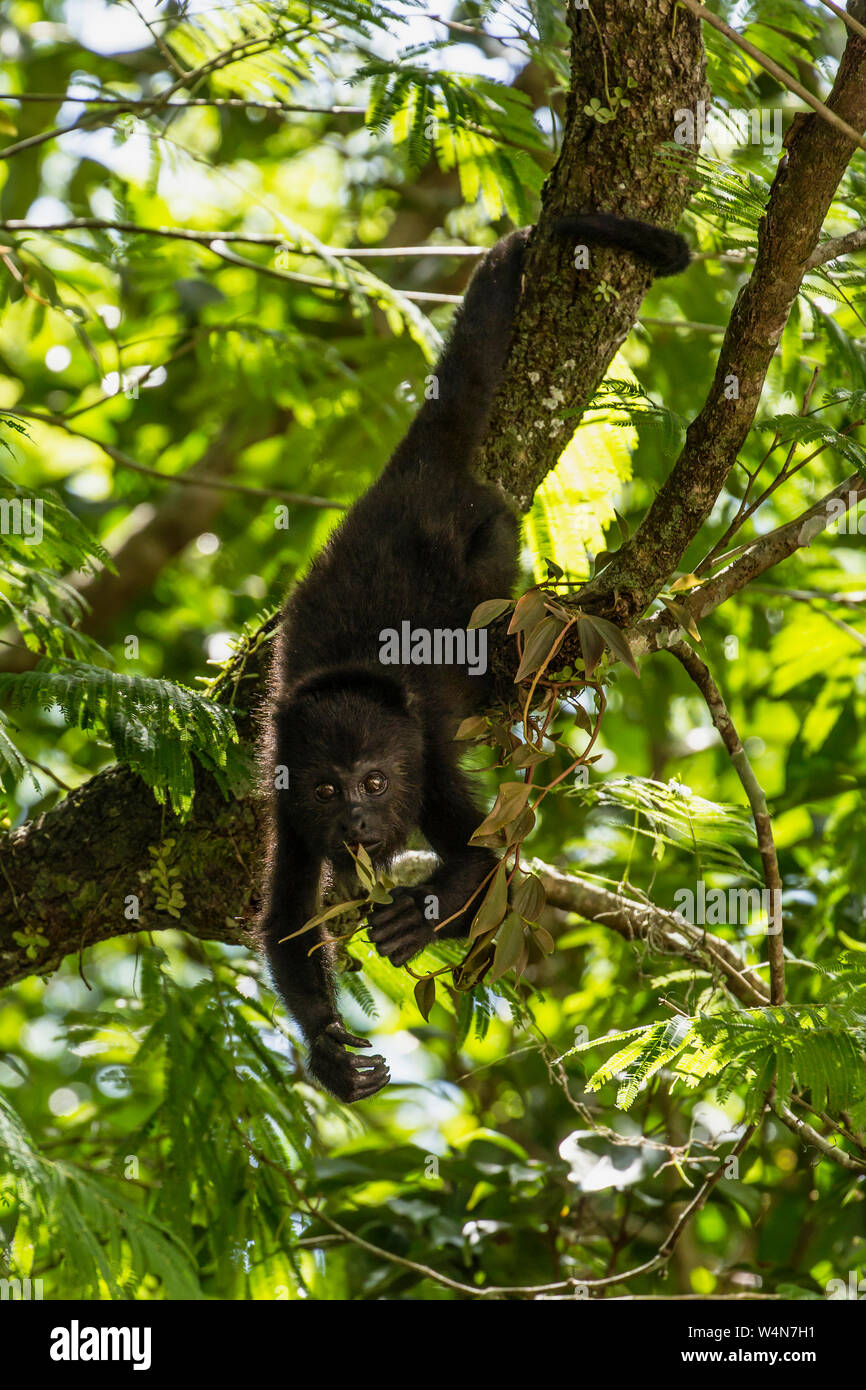 Guatemala, Guatemalan Howler Monkey, Alouatta pigra, hangs with its