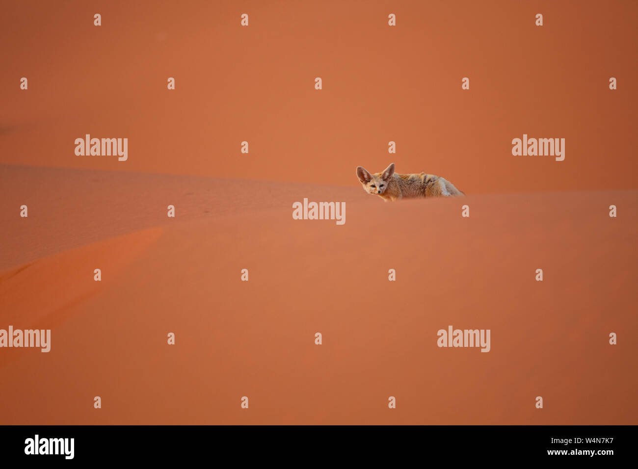 Fauna de marruecos hi-res stock photography and images - Alamy