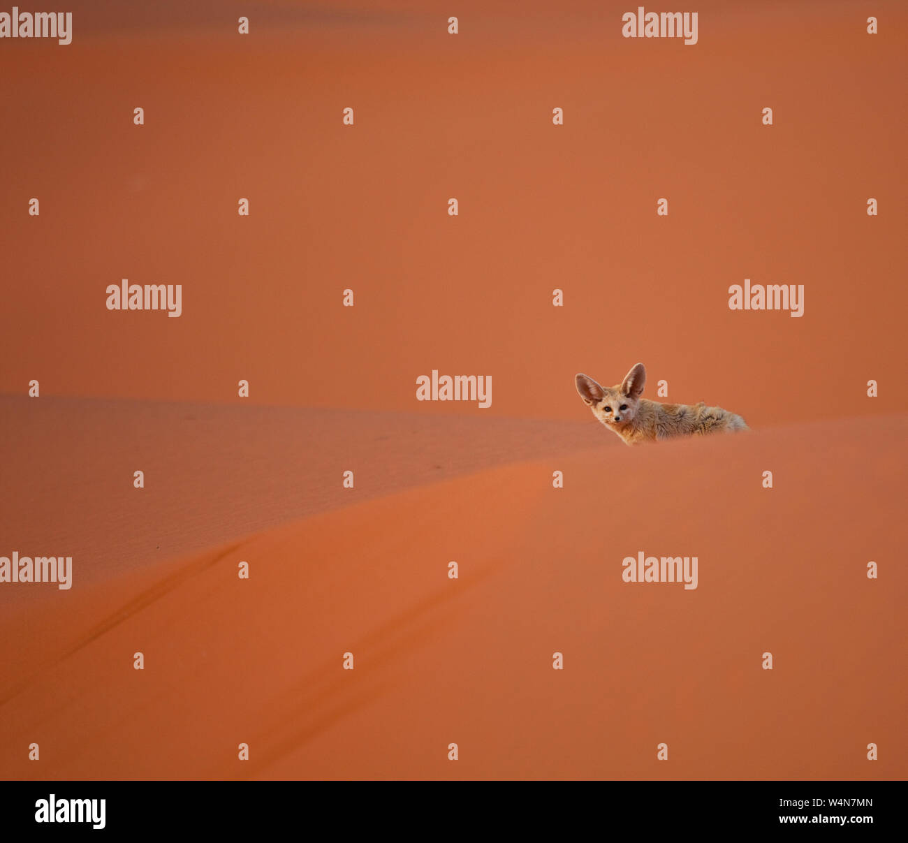Fauna de marruecos hi-res stock photography and images - Alamy