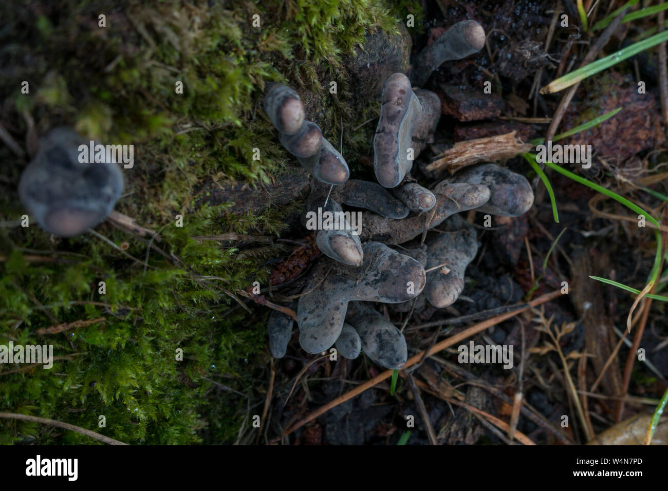dead man's fingers fungus, Xylaria polymorpha, at the base of a rotting tree stump, UK Stock Photo