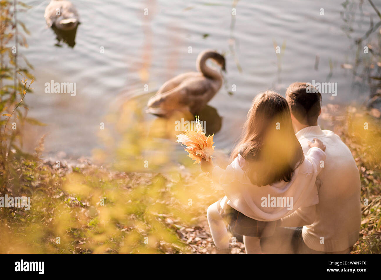 Photo of Dad and daughter feed swans in autumn park together Stock Photo -  Alamy