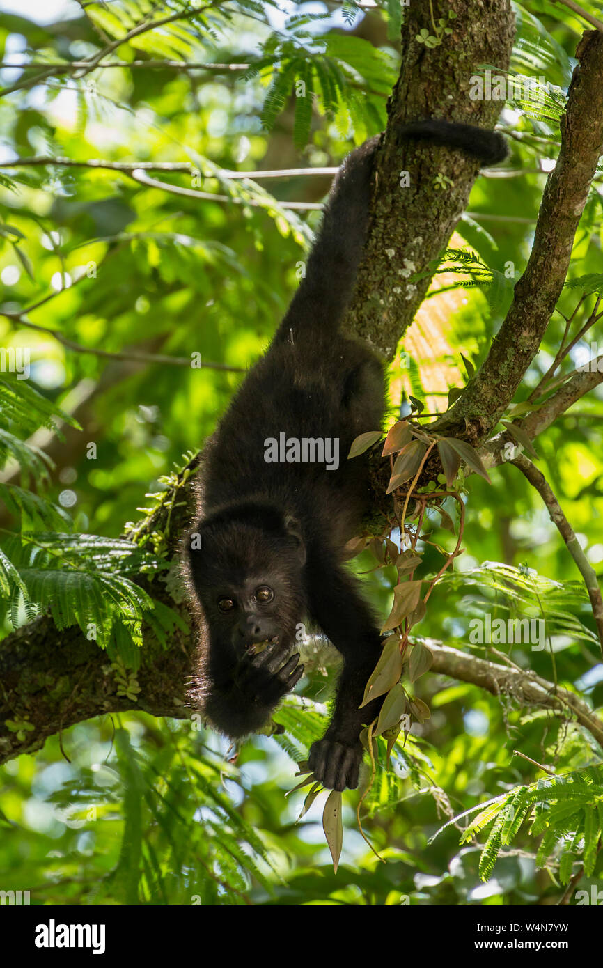 Guatemala, Guatemalan Howler Monkey, Alouatta pigra, hangs with its